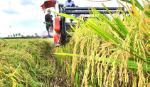 Mỗi héc ta lúa, nông dân ĐBSCL chỉ có lợi nhuận khoảng 7,2 triệu đồng