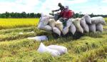 Giá chào xuất khẩu gạo 5% tấm của Việt Nam cao hơn Thái Lan