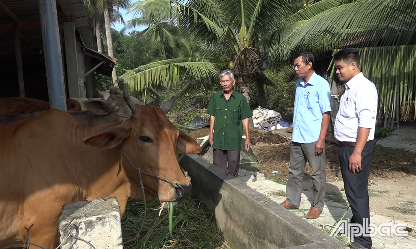 Mô hình nuôi bò sinh sản của ông Năm giúp kinh tế gia đình ổn định.
