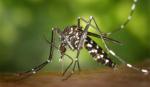 WHO cảnh báo nguy cơ đại dịch từ các virus lây truyền qua côn trùng