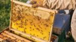 US cuts down anti-dumping duties on Vietnam's honey by almost sevenfold