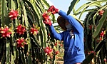 Mã số vùng trồng - 'chìa khóa' đưa nông sản Việt vươn xa