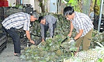 Để nâng cao hiệu quả hoạt động các hợp tác xã nông nghiệp