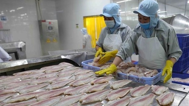 Processing tra fish for export (Photo: VNA).