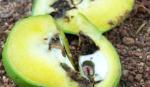 Thả ruồi đục quả đực bất dục giúp giảm 90% thiệt hại cây trồng
