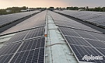Lắp điện mặt trời trên trang trại nuôi cút: Nông dân thu trăm triệu mỗi tháng