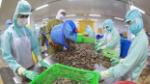 Vietnam's seafood exports enjoy strong surge despite challenges