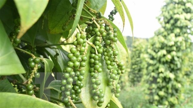 Pepper remains one of Vietnam's major exports to the UK. (Photo: VNA).
