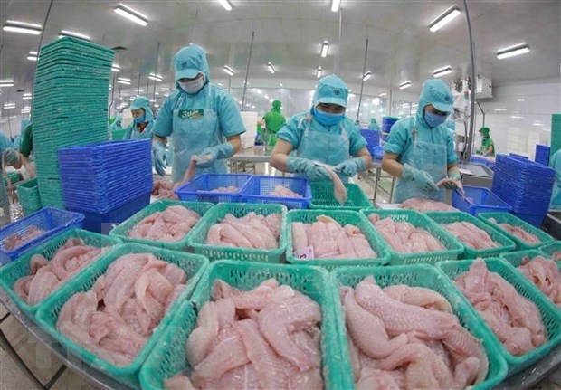 Processing tra fish for export. (Photo: VNA).