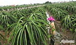 Huyện Gò Công Tây: Nông dân khôi phục vườn thanh long