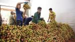 Nearly 4,000 tonnes of Bac Giang's early maturing lychee exported to demanding markets