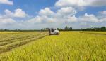 Phát triển 1 triệu héc ta lúa chất lượng cao phục vụ xuất khẩu tại ĐBSCL