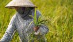 Có nên tận dụng gene tốt cây lúa ma ở Hà Nam?