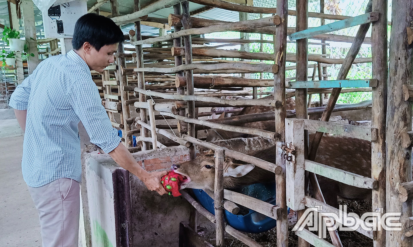 Mô hình chăn nuôi hươu sạch của anh Việt bước đầu cho hiệu quả kinh tế cao.