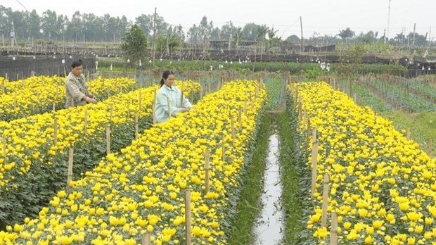 At a flower-growing village in Me Linh district. (Photo: VNA)