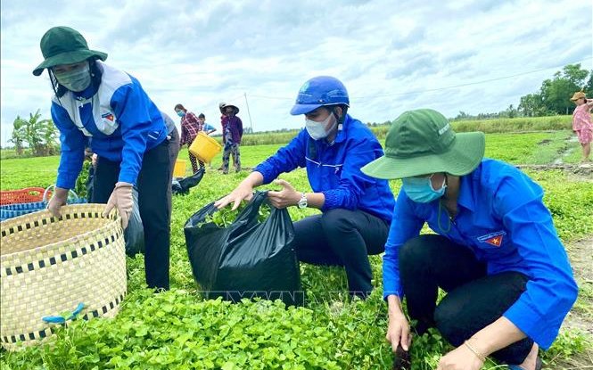 Volunteers of Phuoc Long District Youth Union in Bac Lieu province support local people in harvesting vegetables. (Photo: VNA).