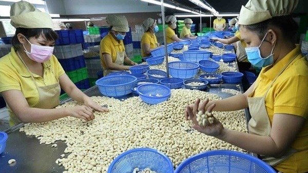 The ownership of all 100 cashew nut containers related to a suspected scam in Italy has returned to Vietnamese businesses. (Illustrative image/Source: VNA).