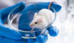 Lần đầu tiên nhân bản chuột từ tế bào đông khô