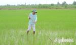 Các huyện, thị phía Đông của Tiền Giang: Chỉ sản xuất lúa thu đông đối với diện tích xuống giống lúa hè thu trước ngày 5-5