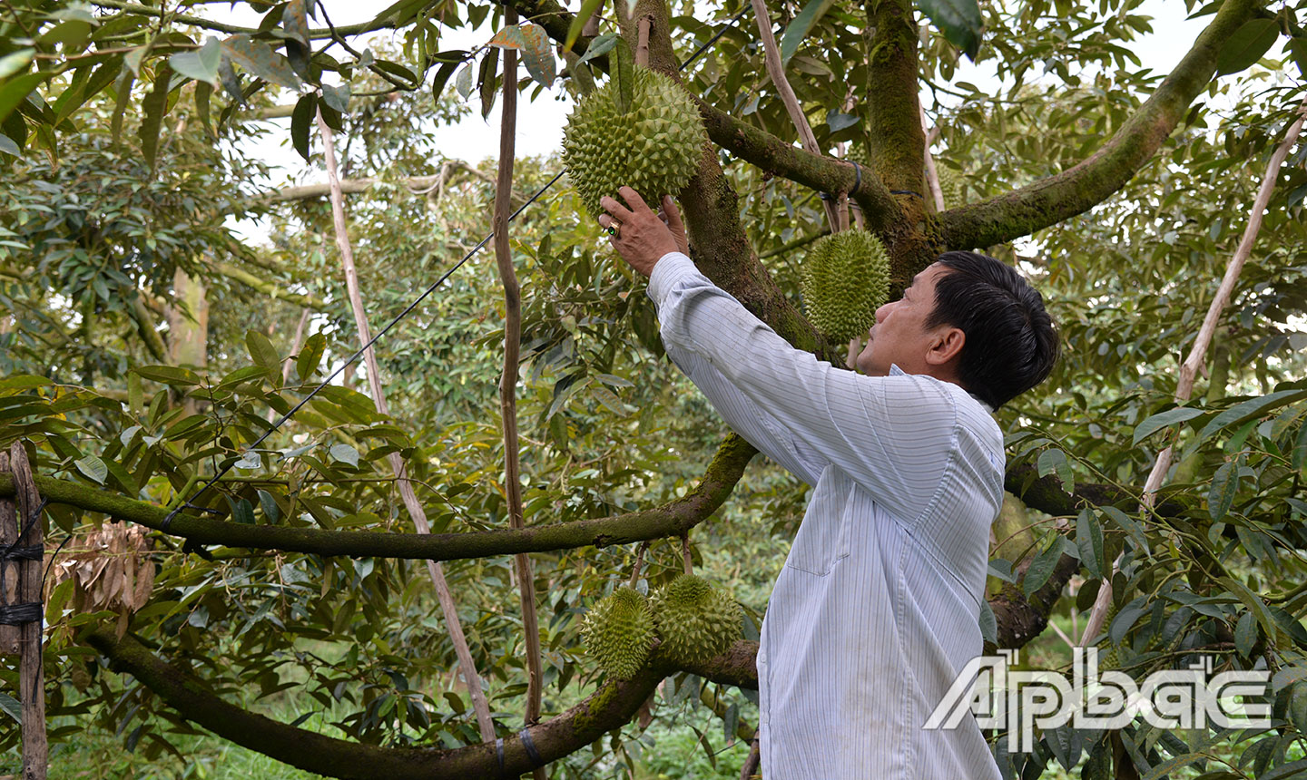 Tập trung nâng cao chất lượng trái sầu riêng đang là mục tiêu ngành Nông nghiệp hướng tới.