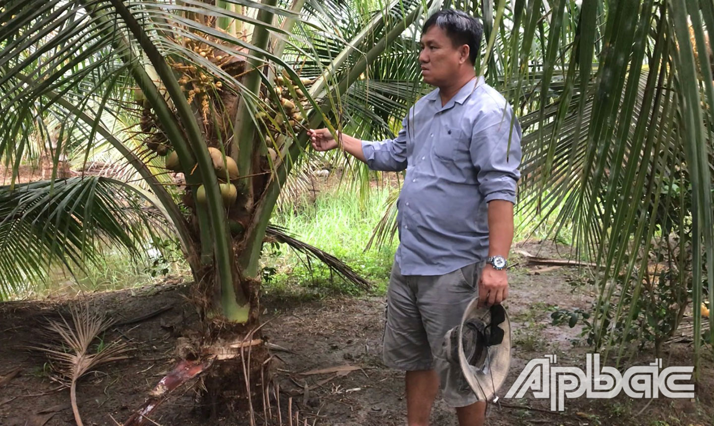 Anh Linh chăm sóc vườn dừa Mã Lai của gia đình.