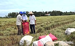 Sản xuất lúa thân thiện với môi trường, mang lại hiệu quả kinh tế