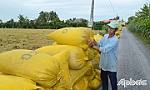Vụ hè thu: Lúa cao sản được giá cao