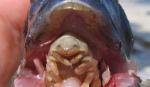 Sinh vật ký sinh kỳ lạ chuyên hút sạch máu ở lưỡi của vật chủ