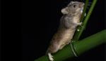 Trung Quốc tạo ra chuột với gene được lập trình lại hoàn toàn