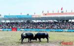 Hai Phong: Do Son buffalo fighting festival thrills spectators