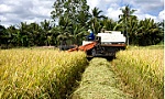 Nâng tầm nông sản Việt