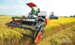 Sản xuất bền vững 1 triệu ha lúa chuyên canh chất lượng cao vùng Đồng bằng sông Cửu Long
