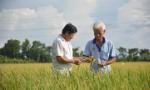 Xây dựng chuỗi giá trị lúa gạo bền vững ở Đồng Tháp