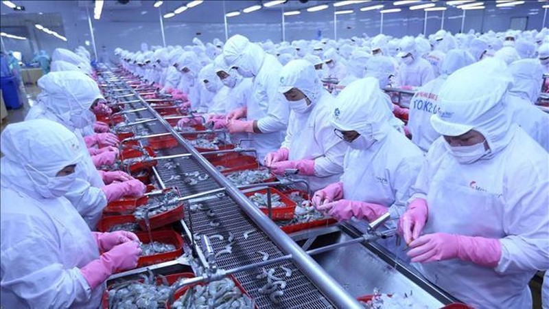 Processing shrimps for export. (Photo: VNA).