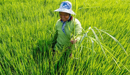 Thái Lan phát triển giống lúa mới chịu được tác động của lũ lụt