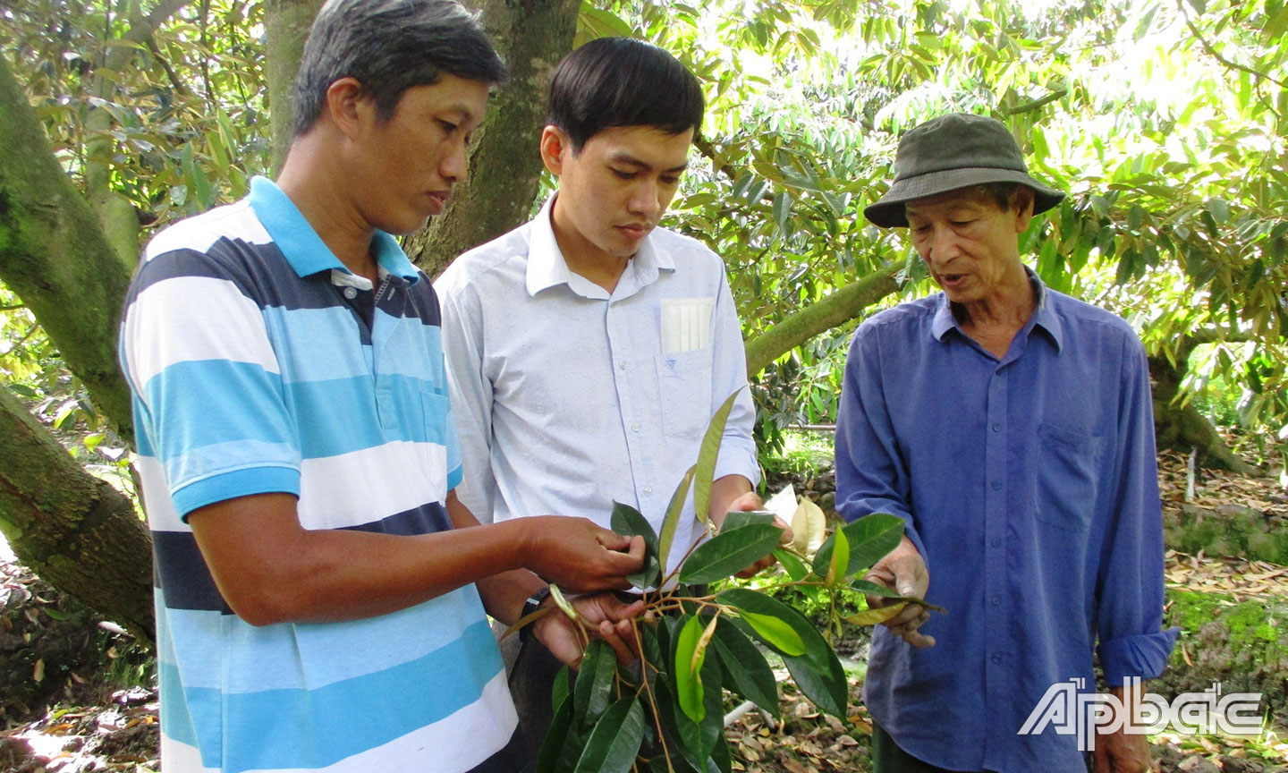  Nông dân xã Cẩm Sơn trao đổi kỹ thuật canh tác cây ăn trái theo quy trình VietGAP. 