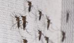 Phương pháp ngăn muỗi sinh sản dựa trên âm thanh