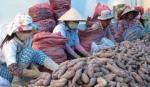 Nhiều loại nông sản Việt tìm được thị trường mới