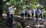Khảo sát tình hình trồng và sản xuất sầu riêng tại huyện Cai Lậy