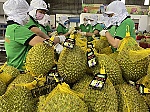 Bộ trưởng Lê Minh Hoan yêu cầu ngăn chặn nguy cơ trồng sầu riêng, chanh leo ồ ạt