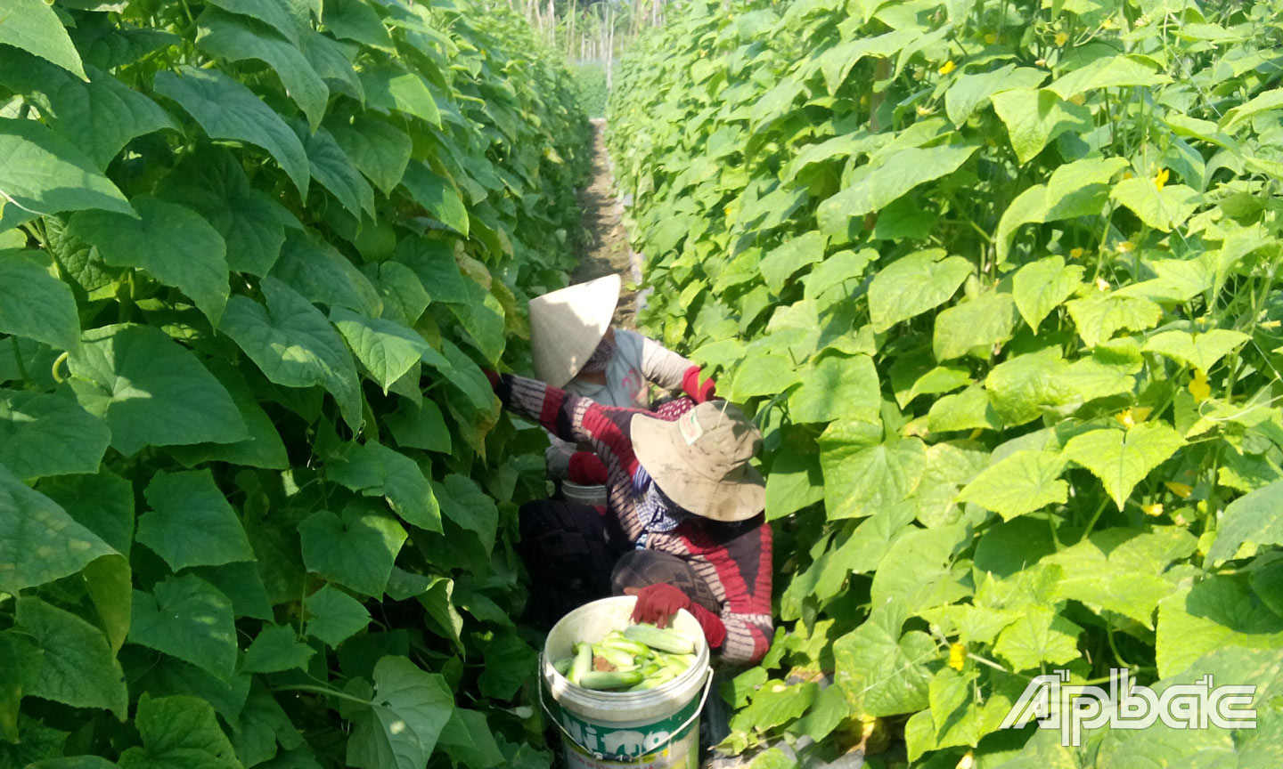 Nông dân xã Hậu Thành đang thu hoạch dưa leo. 