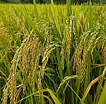 Quan tâm đến sản phẩm chế biến cao cấp để gia tăng giá trị của lúa gạo