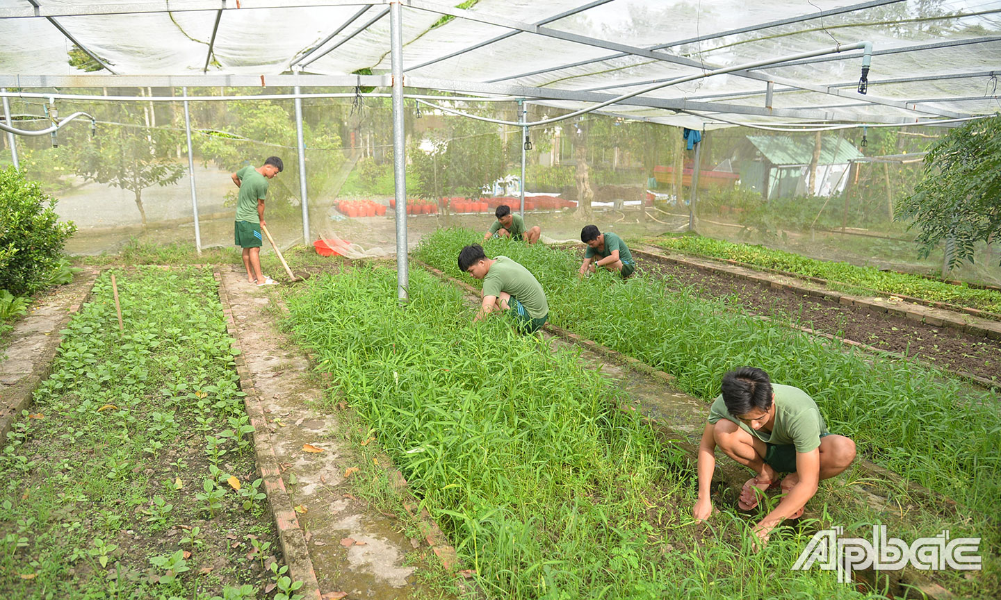 Ban CHQS huyện Tân Phước đầu tư xây dựng nhà lưới trồng rau xanh với hệ thống tưới tự động.