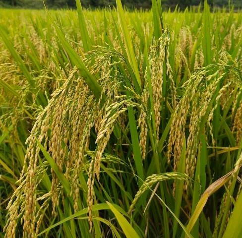 Cần quan tâm đến sản phẩm chế biến cao cấp để gia tăng giá trị của lúa gạo (Ảnh minh họa: B.T)
