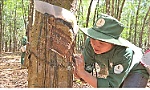 Vietnamese rubber companies helpful in Laos