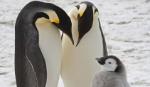 Phát hiện nơi ở mới của loài chim cánh cụt hoàng đế sắp tuyệt chủng