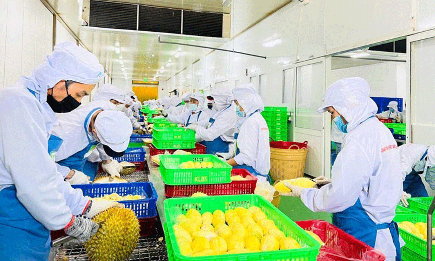 Processing durians for export. (Photo: Minh Ha).