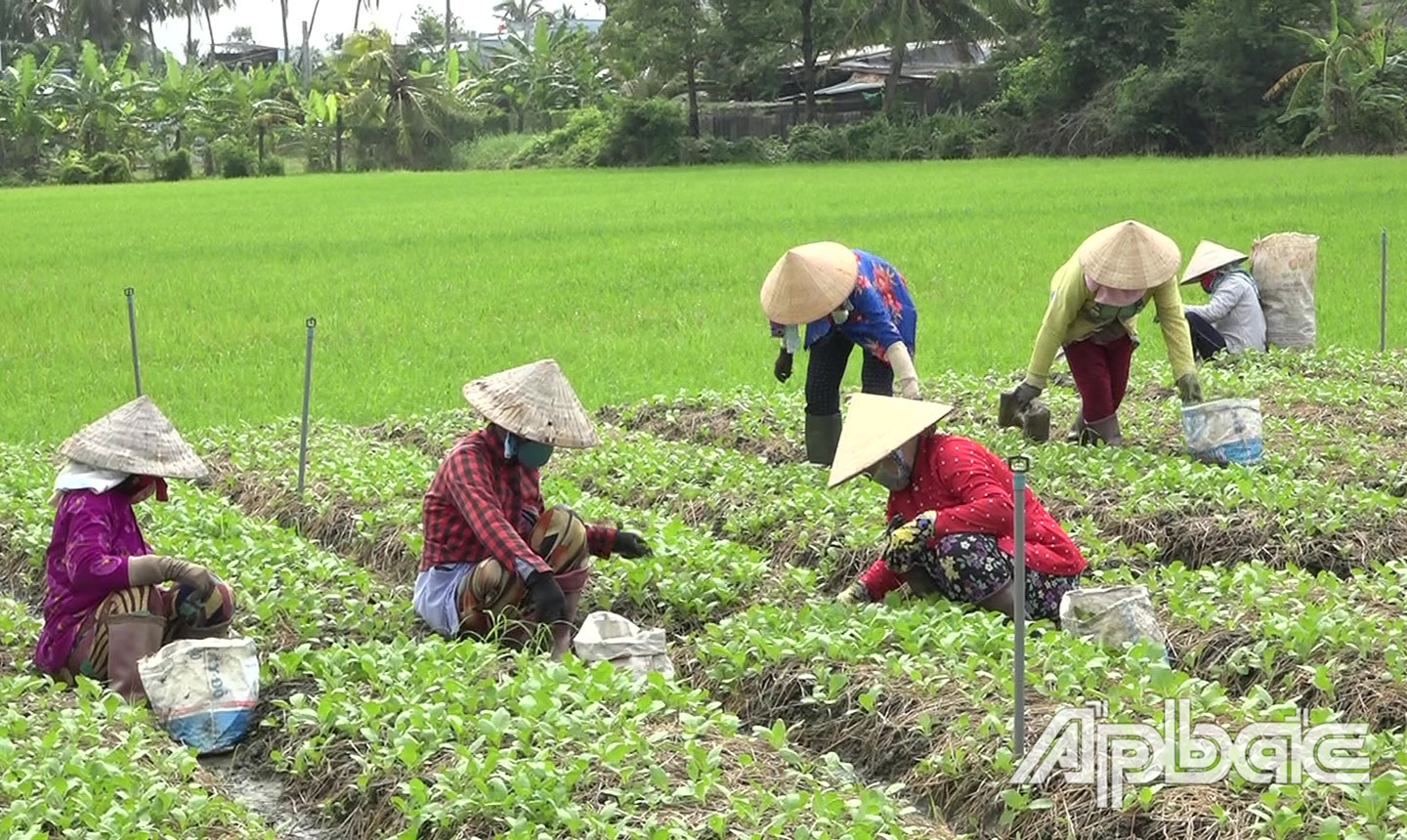 Nhiều nông dân trên địa bàn huyện nhờ chuyển đổi cơ cấu cây trồng đã nâng cao thu nhập,  ổn định cuộc sống.