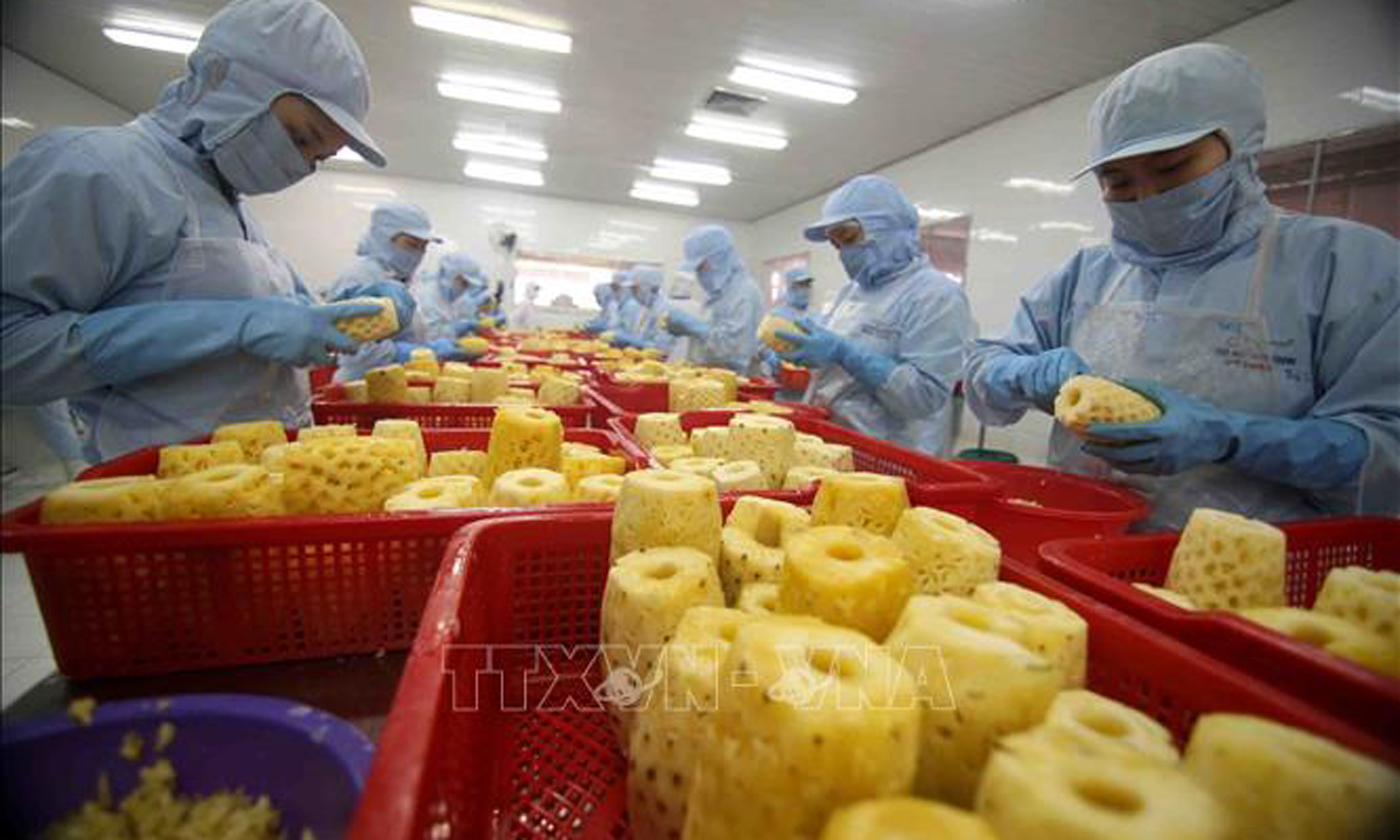 Chế biến sản phẩm dứa đóng hộp xuất khẩu tại nhà máy của Công ty CP Xuất nhập khẩu Nông sản thực phẩm An Giang (tỉnh An Giang). Ảnh tư liệu: Vũ Sinh/TTXVN.