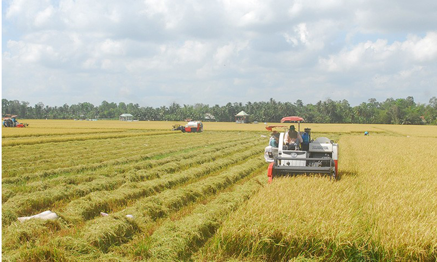 Nông dân tỉnh Tiền Giang thu hoạch lúa. (Ảnh NGUYỄN SỰ) 